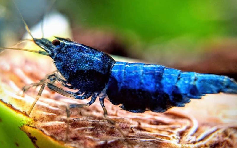 A blue Shrimp sitting on the Ocean