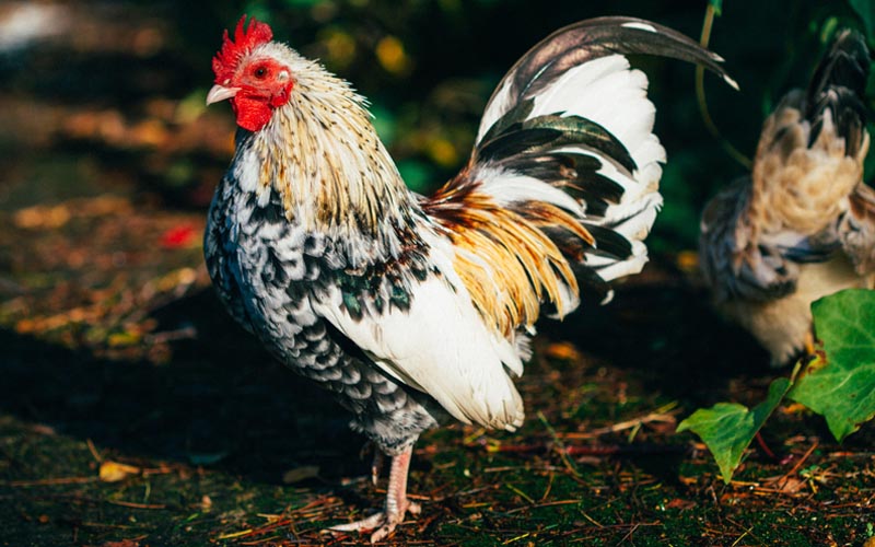 40 Facts About A Rooster [Anatomy & Physical Characteristics]